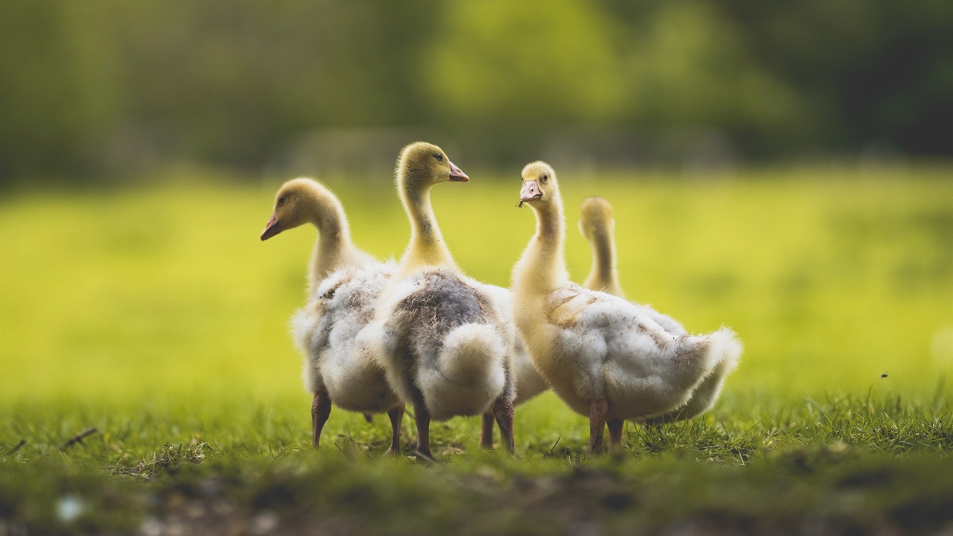 从奥兰多到世界之巅，武切维奇如何用一场魔术预演2026世界杯统治力
